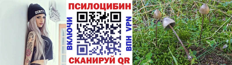 цена   Златоуст  Галлюциногенные грибы Psilocybe 